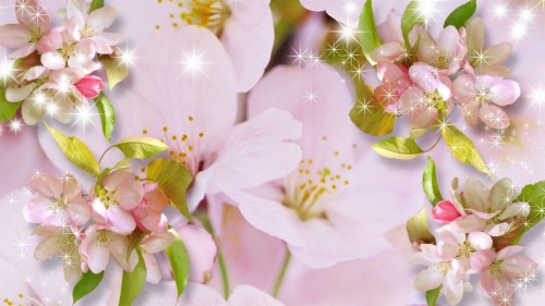 Sakura wallpaper bunga