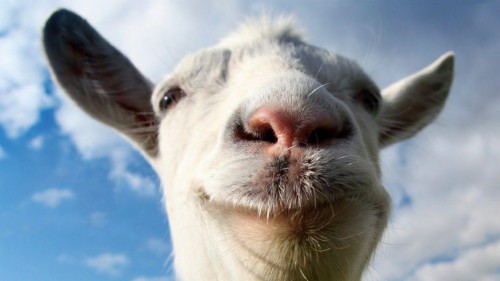 Goat - Billy Goat With Horns (#219569) - HD Wallpaper & Backgrounds