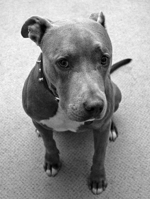 Photo Cães Pit Bull, Pit Bull Love, Staff Terrier, - Imágenes De Un ...