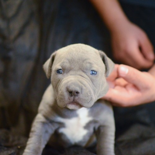 Red Nose American Pitbull Terrier Puppies For Sale - Red Nose Puppy ...