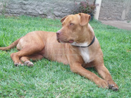 pitbull light brown