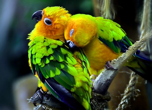 beautiful images for whatsapp dp with flower nature parrot love 2133414 hd wallpaper backgrounds download beautiful images for whatsapp dp with