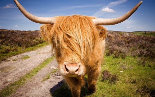 Highland Cattle Hd Wallpaper - Highland Cow Desktop (#2184943) - HD ...