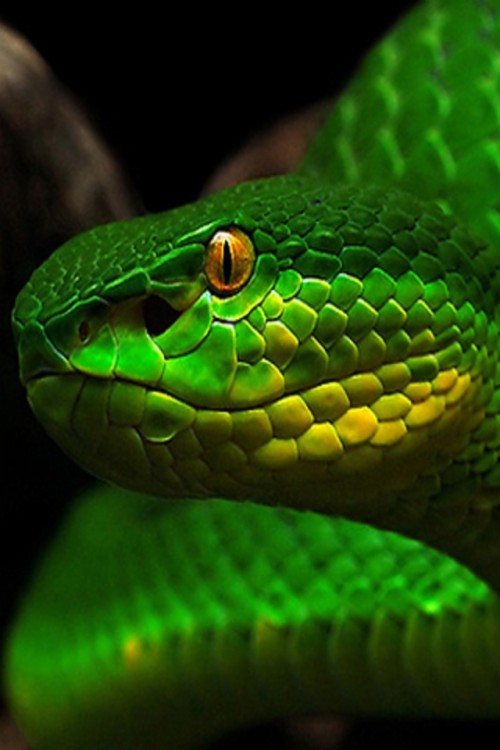 3d Green Snake Wallpaper Iphone Resolution - 3d Wallpaper Snake (#97835 ...