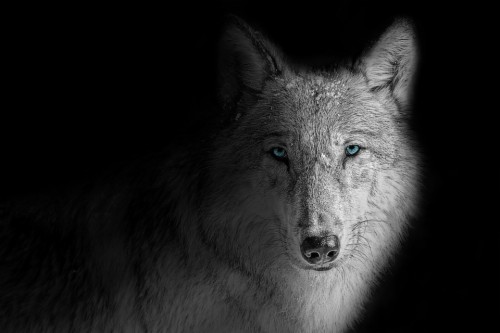 Wolf Head Shadow (#2201040) - HD Wallpaper & Backgrounds Download