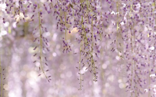 Wisteria Floribunda Royal Purple Flowers Nature Purple Flower