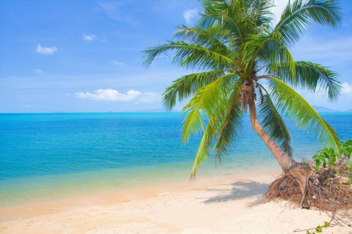 Palm Trees By Ocean (#2284637) - HD Wallpaper & Backgrounds Download
