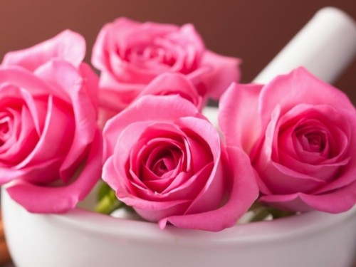 List Of Free Whatsapp Rose Wallpapers Download Itl Cat