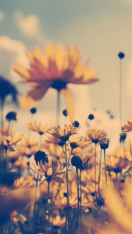 Sunflower Wallpaper Iphone X - Sunflower Background For Iphone (#238734 ...