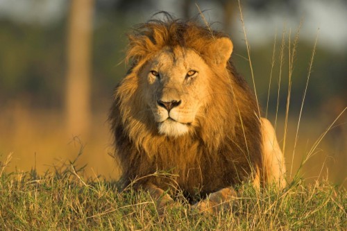 Photograph Barbary Lion By Sue Demetriou On 500px - Leon No Es Como Lo