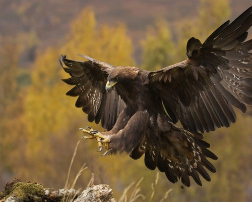 Baby Golden Eagles Hd Wallpapers - Eagle Birds (#2077360) - HD ...