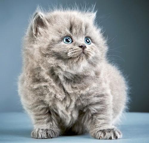 Fluffy Grey Cat Kitten (#2385149) - HD Wallpaper & Backgrounds Download