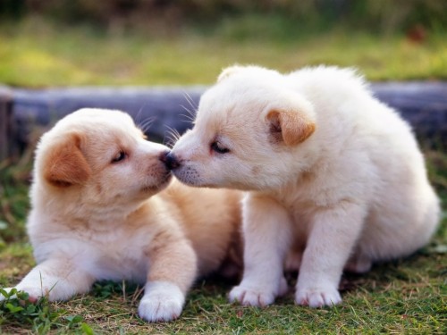 Baby Animals Kissing - Cute Baby Animals In Love (#823074) - HD ...