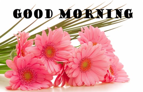 Good Morning Flowers Wallpaper Pictures Images For Beautiful