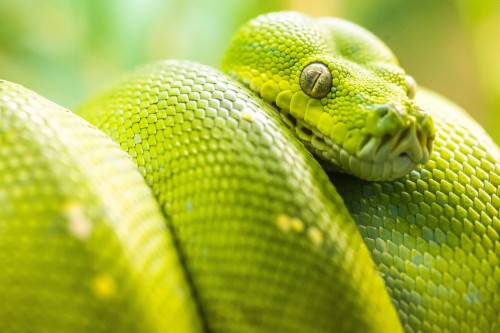 Wide Green Snake Head Wallpapers - Snake Close Up Face (#541946) - HD ...