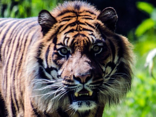 Angry Lion Wallpaper 4k (#2447992) - HD Wallpaper & Backgrounds Download