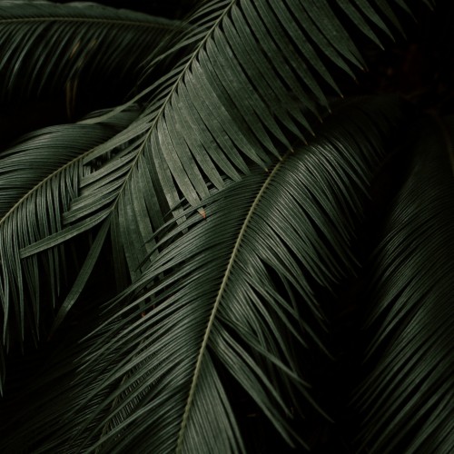 Wallpaper Leaves, Plant, Green, Dark, Botanical Garden - Abstract ...