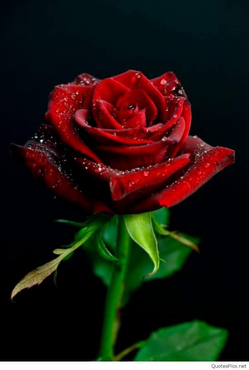Red Rose Flowers Images 50 Red Rose Images Beautiful - Rose Wallpaper Photo  I Love You (#2438613) - HD Wallpaper & Backgrounds Download