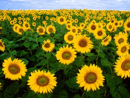 Featured image of post Tumblr Sunflower Wallpaper For Desktop : This photo is about sunflower background, sunflower wallpaper, sunflowers.