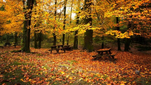 Autumn Leaves Falling From Trees (#1803694) - HD Wallpaper ...
