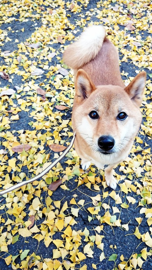 Shiba Inu, Ginkgo Biloba, Autumn, Dog, Pet, Fallen - Ginkgo Dog ...