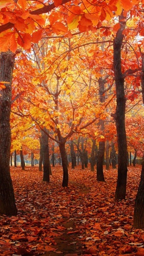 Red Autumn Wallpaper Iphone (#2395756) - HD Wallpaper & Backgrounds ...