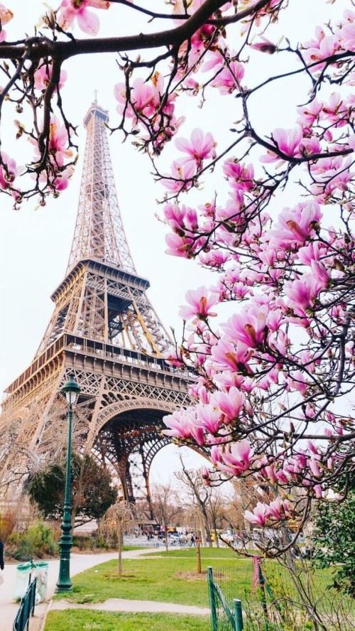 Places to Travel Around The World: Cherry Blossom Wallpaper Eiffel Tower