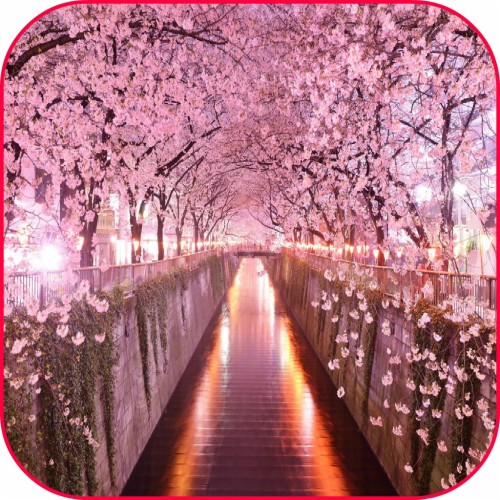 Sakura Live Wallpaper Frame Cherry Blossom - Hd Wallpaper Sakura Flower ...