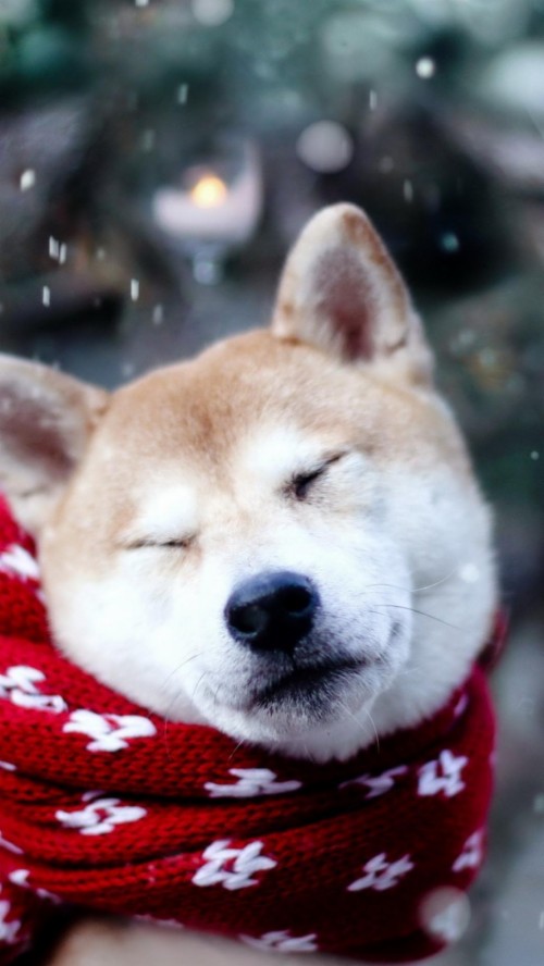Featured image of post Kawaii Shiba Inu Wallpaper Iphone