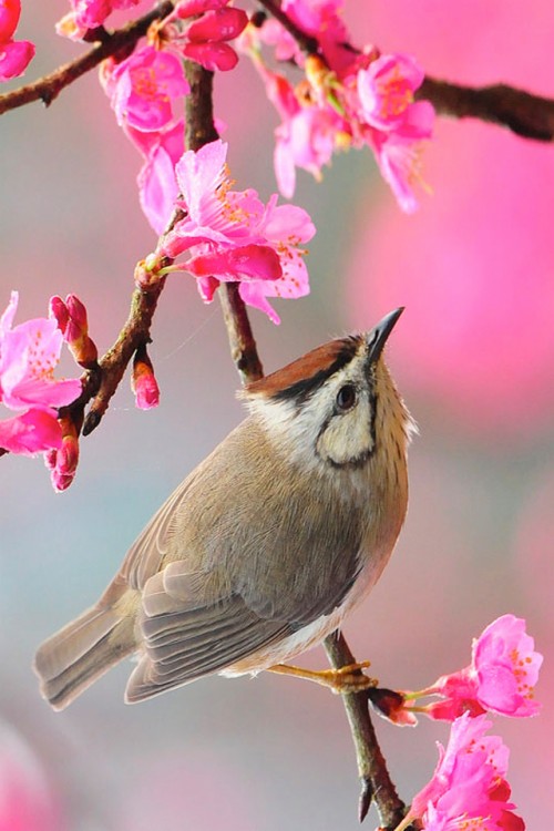 List Of Free Bird Wallpapers Download Page 10 Itl Cat