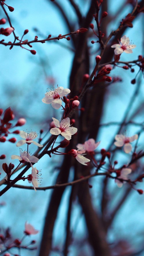 Start Download - Spring In Japan (#287641) - HD Wallpaper & Backgrounds ...