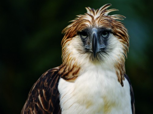 Hd Wallpaper - Pag Asa Philippine Eagle (#288673) - HD Wallpaper ...