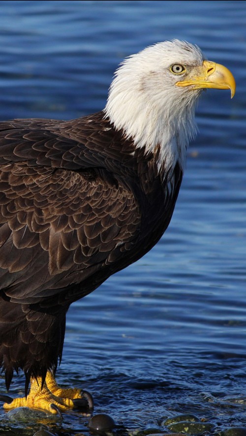 List Of Free Bird Wallpapers Download Page 10 Itl Cat