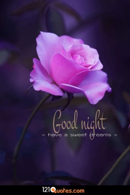 Good Night Gif Sweet Dreams Flower (#909709) - HD Wallpaper ...