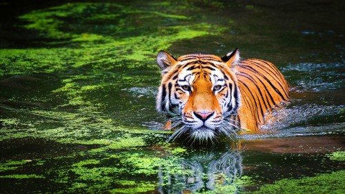 Bengal Tiger In Water (#2846477) - HD Wallpaper & Backgrounds Download