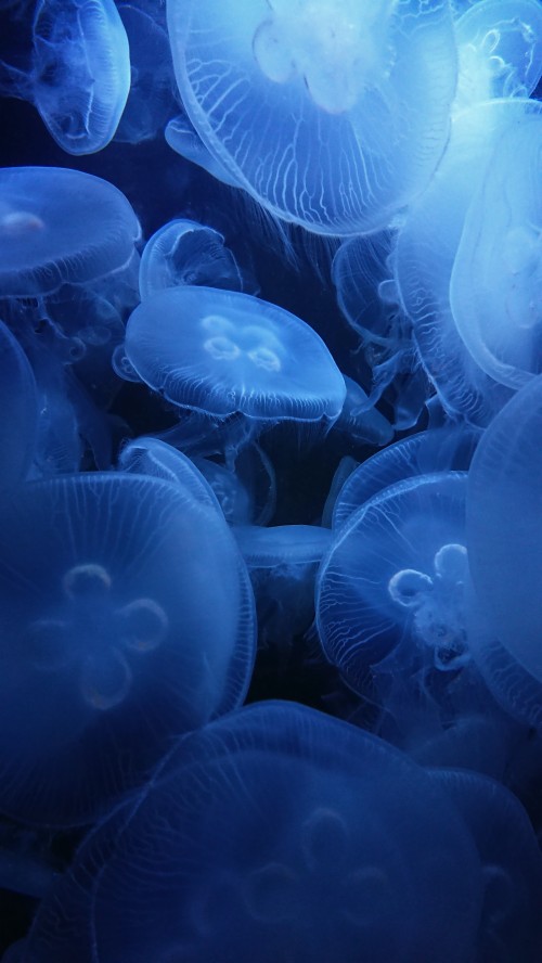 Iphone Under The Sea (#2888027) - HD Wallpaper & Backgrounds Download