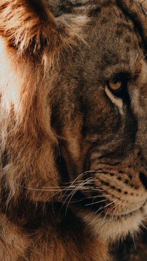 Iphone 6 Lion Wallpaper Hd (#3050455) - HD Wallpaper & Backgrounds Download