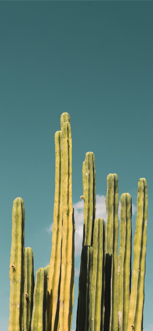 List Of Free Cactus Wallpapers Download Itl Cat