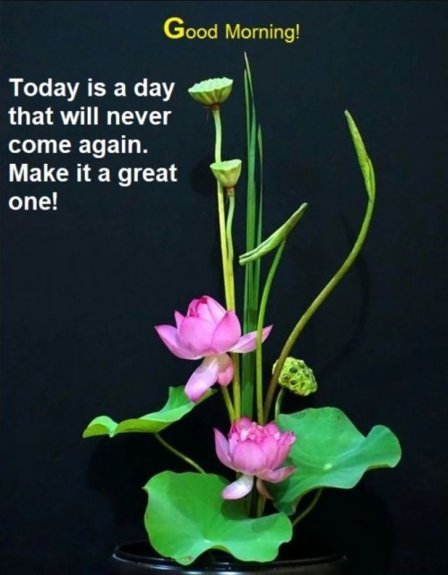 Dendrobium (#2875736) - HD Wallpaper & Backgrounds Download