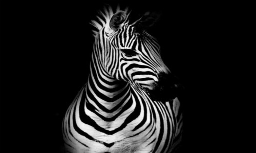 Zebra Animal (#2880762) - HD Wallpaper & Backgrounds Download