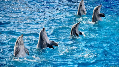 Dolphin Wallpapers Free 39 Group Wallpapers - Dolphin Hd (#3004043