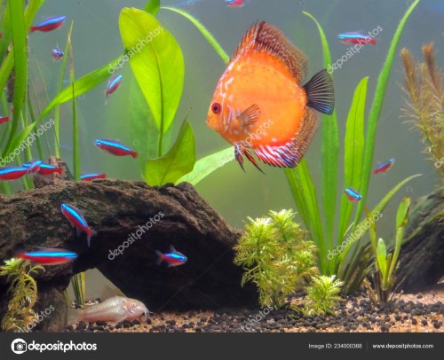 3d Wallpaper Fish Aquarium (#2856910) - HD Wallpaper & Backgrounds Download