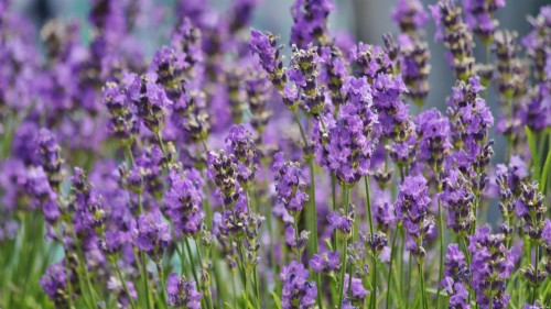 Lavender Flower Wallpaper - Purple Flowers Background Hd (#1872993 ...