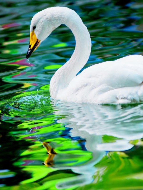 Swan Wall Paper (#2894330) - HD Wallpaper & Backgrounds Download