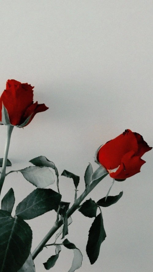 Featured image of post Hintergrund Hintergrundbilder Rosen Tumblr - Je mehr rosen, desto mehr freude auf dem gesicht des.