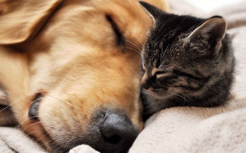 Cats And Dogs Hd Cats Wallpapers Download Wallpapers - Dogs And Cats Images Download 2901646 