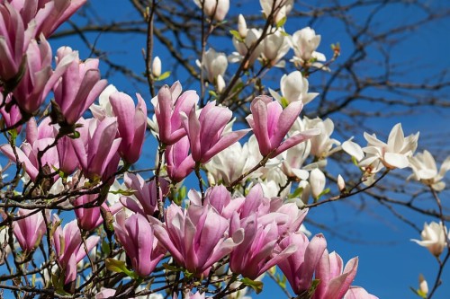 Magnolia Rustica Rubra (#2105626) - HD Wallpaper & Backgrounds Download