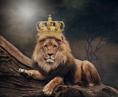 Danger Wallpapers-14x68w5 - Dangerous Lion Full Hd (#571805) - HD