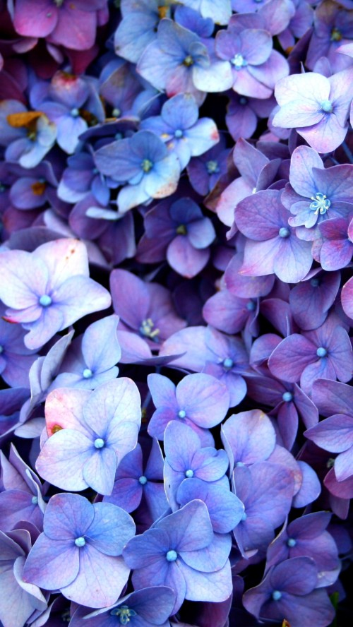 Hydrangea (#1629099) - HD Wallpaper & Backgrounds Download