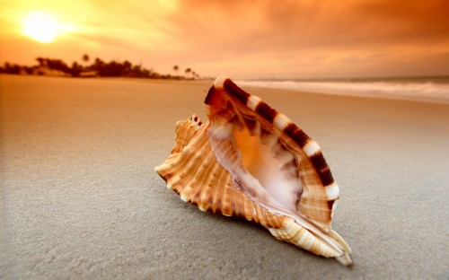 Conch Shell Hd (#2916792) - HD Wallpaper & Backgrounds Download